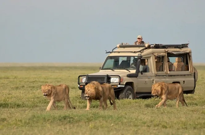 Safari in Serengeti, Tanzania: Wilderness and Exclusivity