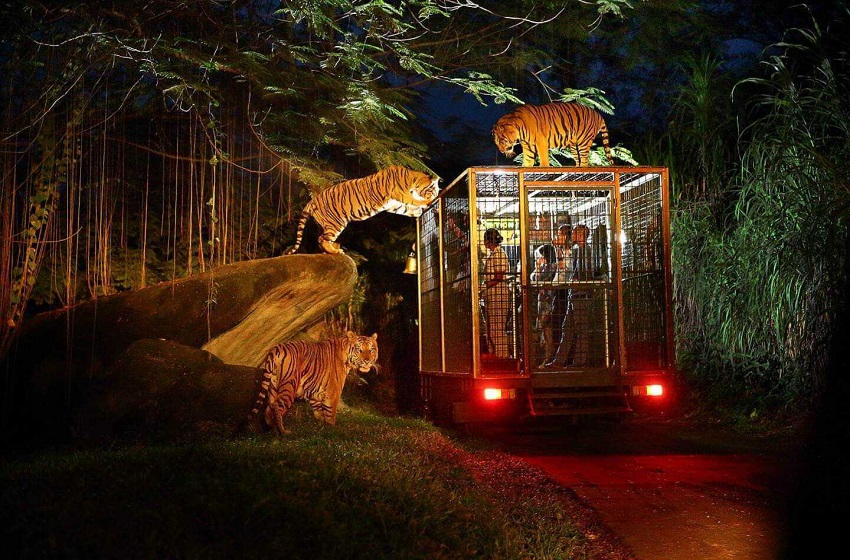 Night Safari Nusa Dua